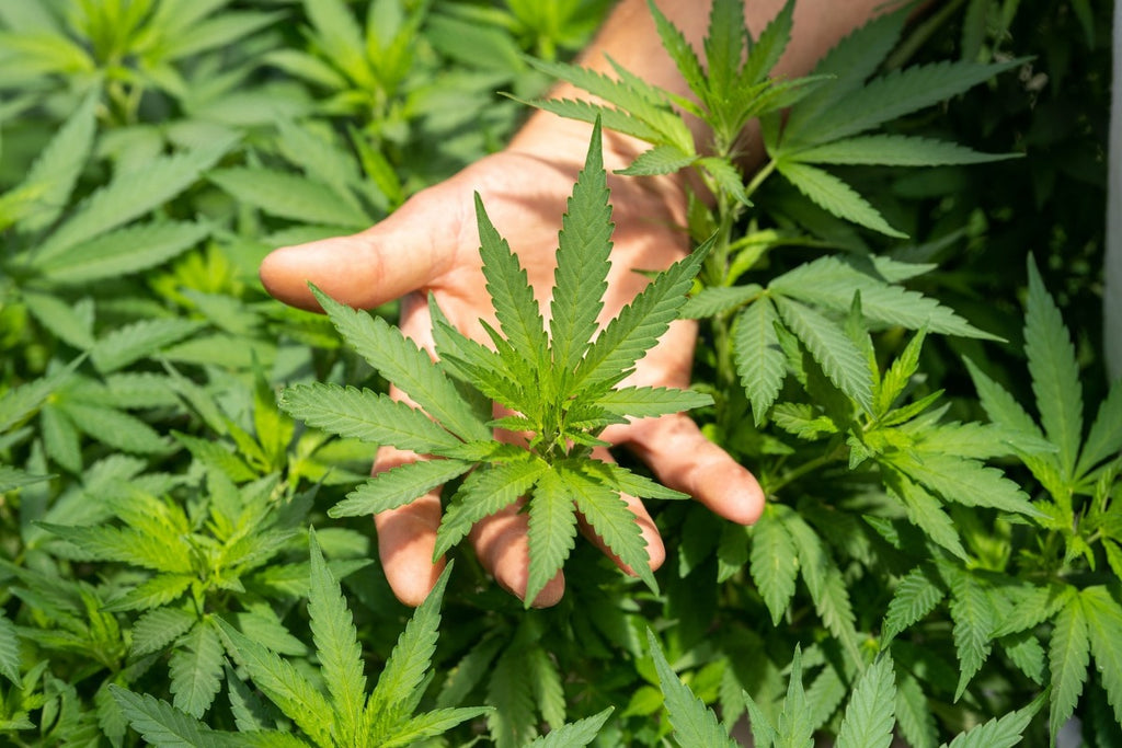 Exploring the Potential Benefits of Delta 8 THC