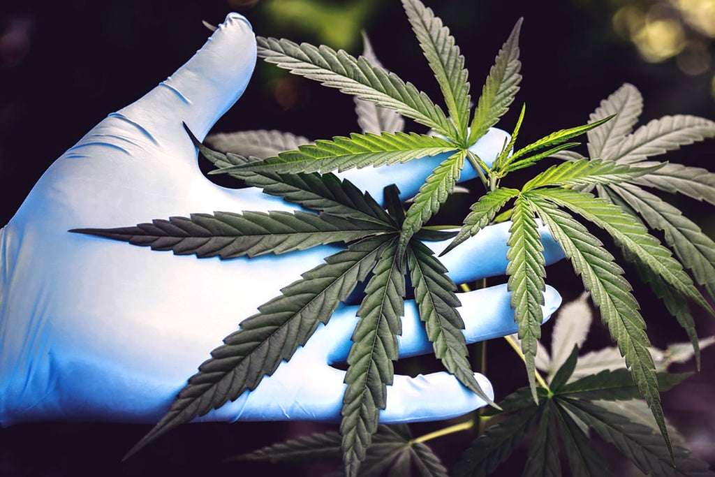 What is Delta 8 THC?